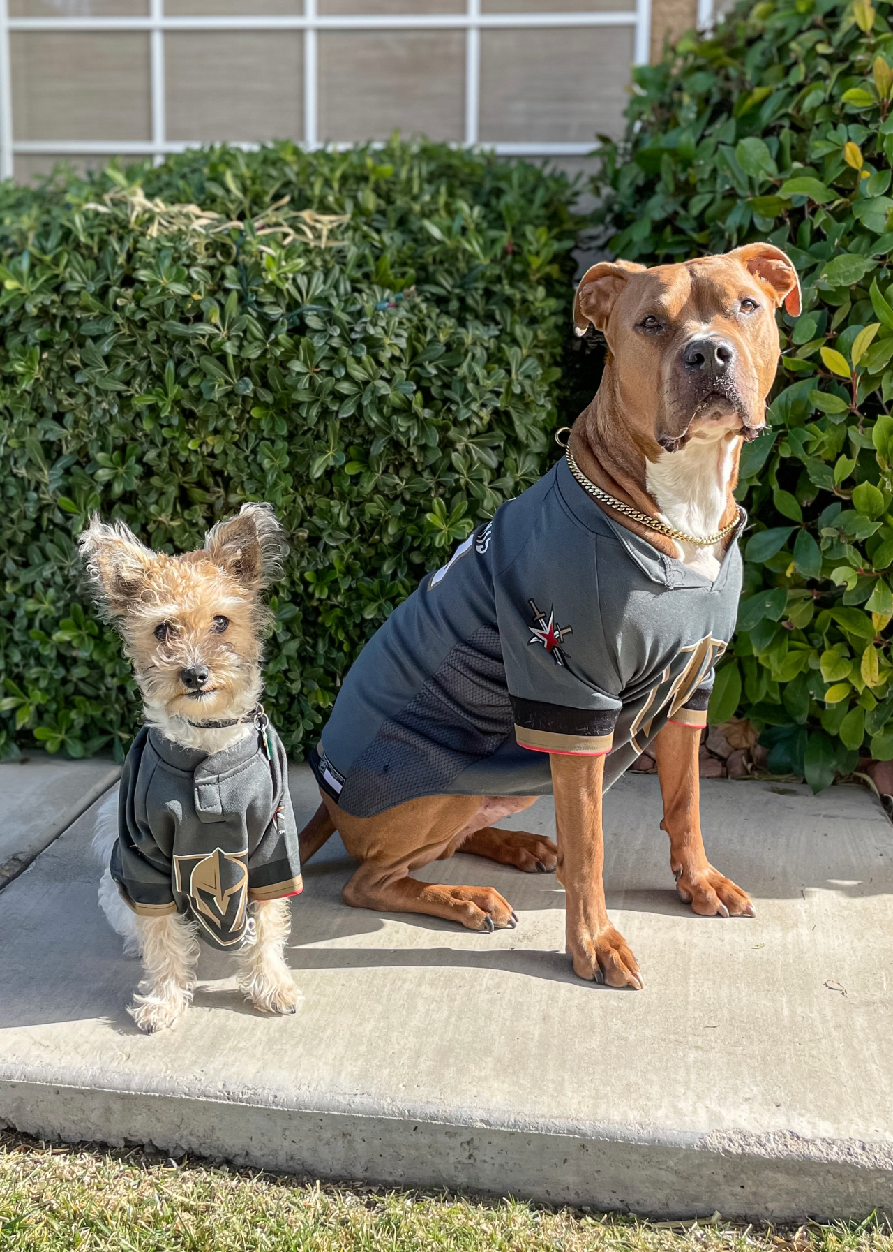 2 dogs in jerseys