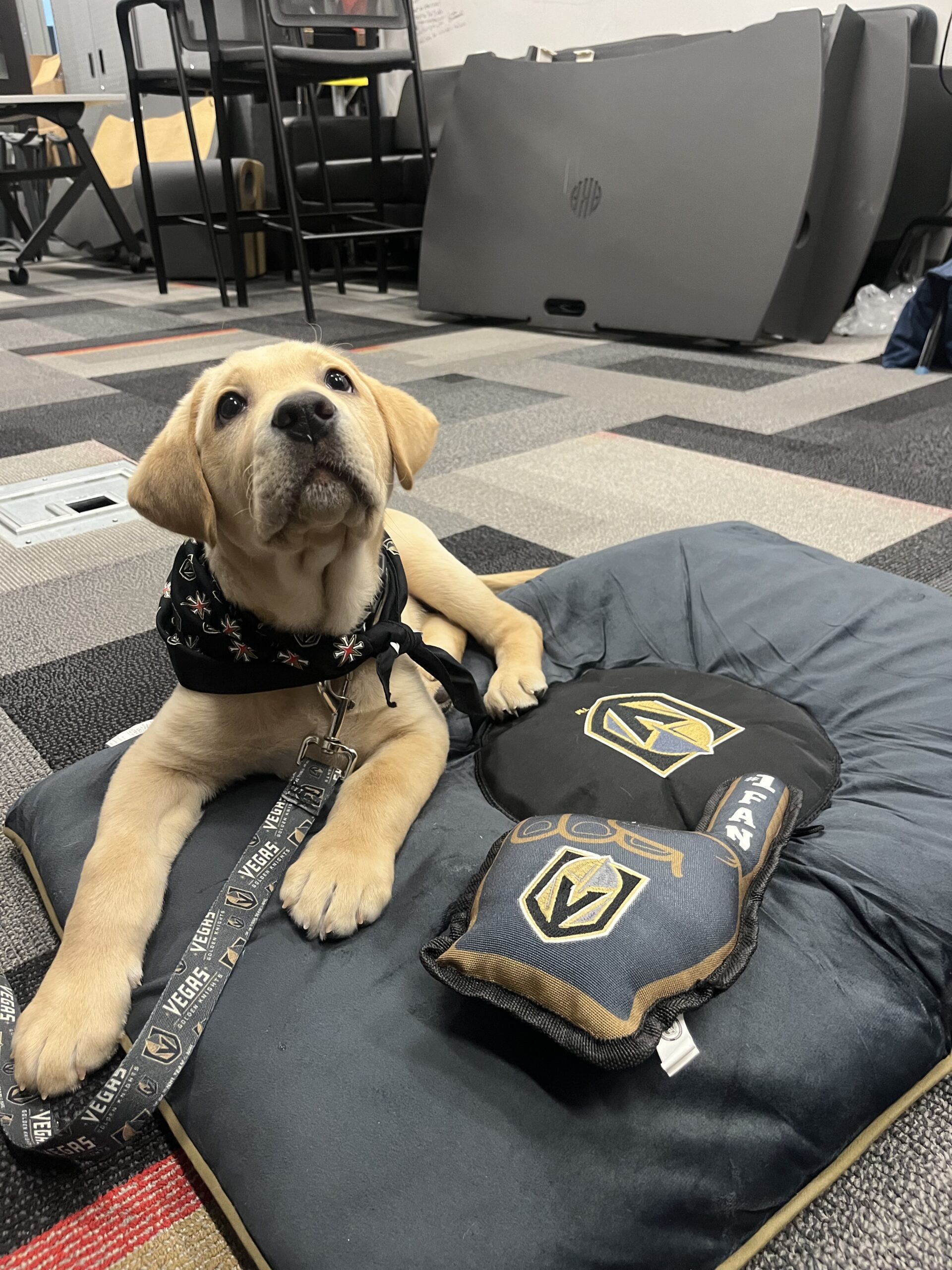 VGK dog Maverick surrounded by dog toys and accessories