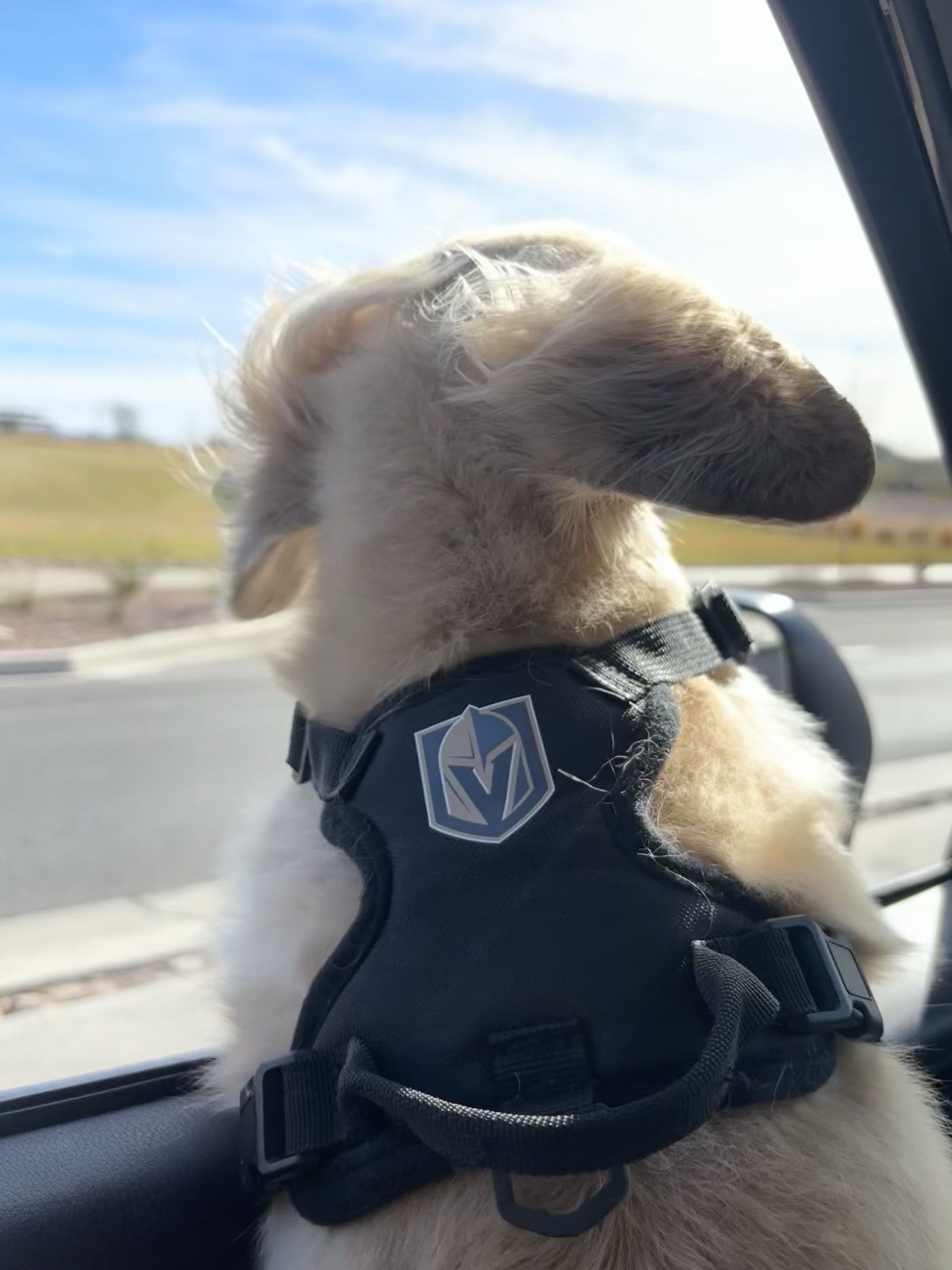 Dog wearing Vegas Golden Knights harness