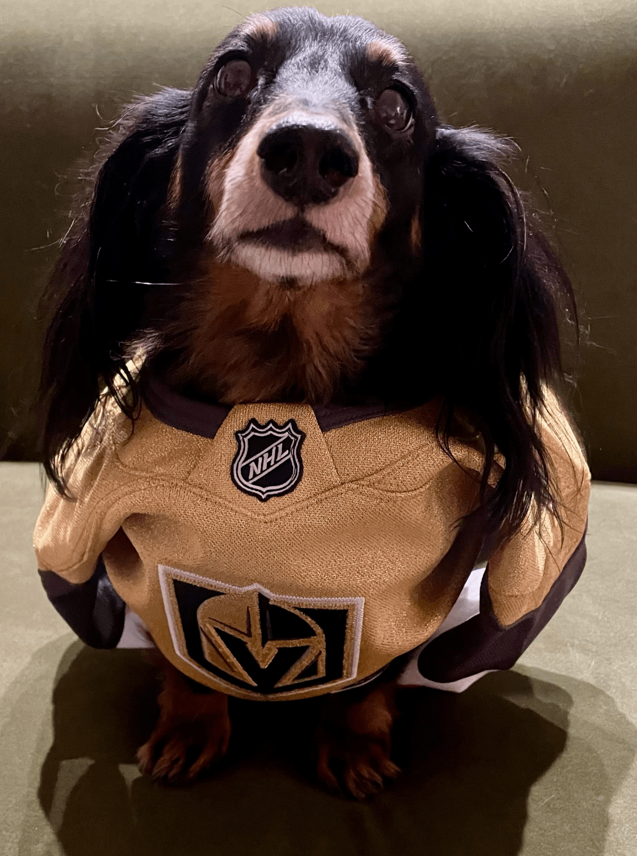 dog in gold jersey