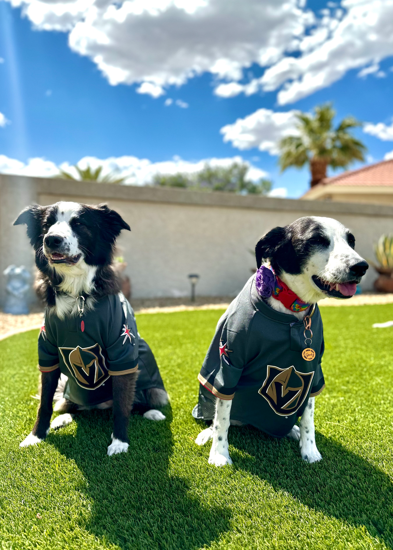 dogs in jerseys